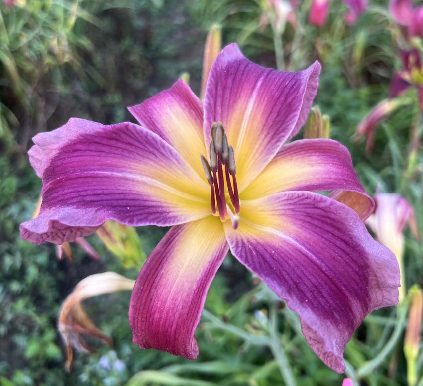 Clear And Convincing Evidence